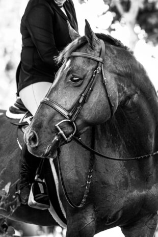 Black white photos sweetwater stables